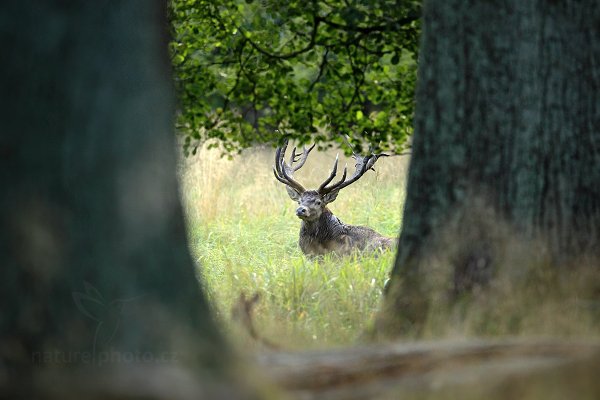 Jelen lesní (Cervus elaphus), Jelen lesní (Cervus elaphus) European Red Deer, Autor: Ondřej Prosický | NaturePhoto.cz, Model: Canon EOS 5D Mark II, Objektiv: Canon EF 400mm f/2.8 L IS II USM, Ohnisková vzdálenost (EQ35mm): 400 mm, stativ Gitzo, Clona: 3.5, Doba expozice: 1/125 s, ISO: 800, Kompenzace expozice: -1/3, Blesk: Ne, 5. září 2012 6:56:51, Dyrehave (Dánsko) 