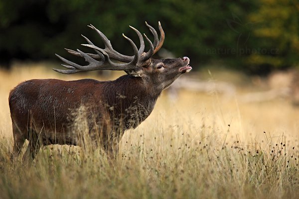 Jelen lesní (Cervus elaphus), Jelen lesní (Cervus elaphus) European Red Deer, Autor: Ondřej Prosický | NaturePhoto.cz, Model: Canon EOS 5D Mark II, Objektiv: Canon EF 400mm f/2.8 L IS II USM, Ohnisková vzdálenost (EQ35mm): 560 mm, stativ Gitzo, Clona: 5.0, Doba expozice: 1/640 s, ISO: 500, Kompenzace expozice: -2/3, Blesk: Ne, 6. září 2012 18:05:51, Dyrehave (Dánsko)  