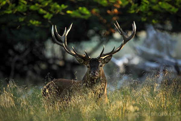 Jelen lesní (Cervus elaphus), Jelen lesní (Cervus elaphus) European Red Deer, Autor: Ondřej Prosický | NaturePhoto.cz, Model: Canon EOS 5D Mark II, Objektiv: Canon EF 400mm f/2.8 L IS II USM, Ohnisková vzdálenost (EQ35mm): 560 mm, stativ Gitzo, Clona: 4.0, Doba expozice: 1/640 s, ISO: 800, Kompenzace expozice: -2/3, Blesk: Ne, 6. září 2012 8:16:48, Dyrehave (Dánsko) 