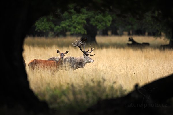 Jelen lesní (Cervus elaphus), Jelen lesní (Cervus elaphus) European Red Deer, Autor: Ondřej Prosický | NaturePhoto.cz, Model: Canon EOS 5D Mark II, Objektiv: Canon EF 400mm f/2.8 L IS II USM, Ohnisková vzdálenost (EQ35mm): 400 mm, stativ Gitzo, Clona: 3.5, Doba expozice: 1/100 s, ISO: 250, Kompenzace expozice: -1/3, Blesk: Ne, 6. září 2012 19:07:31, Dyrehave (Dánsko)