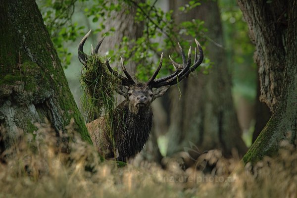 Jelen lesní (Cervus elaphus), Jelen lesní (Cervus elaphus) European Red Deer, Autor: Ondřej Prosický | NaturePhoto.cz, Model: Canon EOS 5D Mark II, Objektiv: Canon EF 400mm f/2.8 L IS II USM, Ohnisková vzdálenost (EQ35mm): 560 mm, stativ Gitzo, Clona: 4.5, Doba expozice: 1/40 s, ISO: 1250, Kompenzace expozice: +1/3, Blesk: Ne, 8. září 2012 7:45:34, Dyrehave (Dánsko)