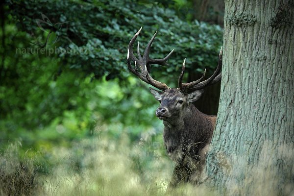 Jelen lesní (Cervus elaphus), Jelen lesní (Cervus elaphus) European Red Deer, Autor: Ondřej Prosický | NaturePhoto.cz, Model: Canon EOS 5D Mark II, Objektiv: Canon EF 400mm f/2.8 L IS II USM, Ohnisková vzdálenost (EQ35mm): 560 mm, stativ Gitzo, Clona: 4.5, Doba expozice: 1/10 s, ISO: 1250, Kompenzace expozice: -1/3, Blesk: Ne, 8. září 2012 7:15:46, Dyrehave (Dánsko) 