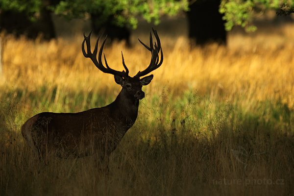 Jelen lesní (Cervus elaphus), Jelen lesní (Cervus elaphus) European Red Deer, Autor: Ondřej Prosický | NaturePhoto.cz, Model: Canon EOS 5D Mark II, Objektiv: Canon EF 400mm f/2.8 L IS II USM, Ohnisková vzdálenost (EQ35mm): 800 mm, stativ Gitzo, Clona: 7.1, Doba expozice: 1/1000 s, ISO: 800, Kompenzace expozice: -1, Blesk: Ne, 5. září 2012 18:14:25, Dyrehave (Dánsko)  