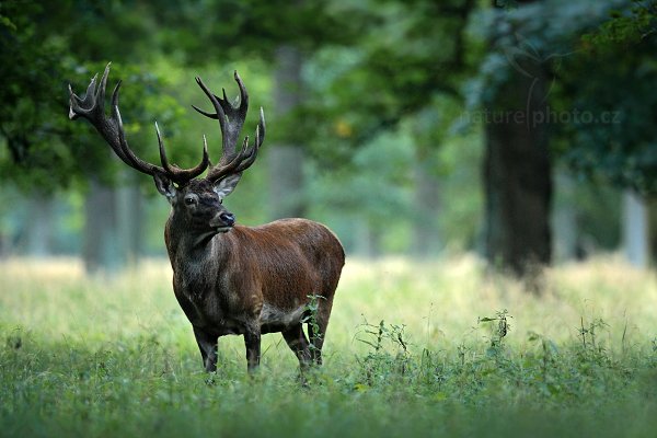 Jelen lesní (Cervus elaphus), Jelen lesní (Cervus elaphus) European Red Deer, Autor: Ondřej Prosický | NaturePhoto.cz, Model: Canon EOS 5D Mark II, Objektiv: Canon EF 400mm f/2.8 L IS II USM, Ohnisková vzdálenost (EQ35mm): 400 mm, stativ Gitzo, Clona: 3.5, Doba expozice: 1/50 s, ISO: 2000, Kompenzace expozice: -1/3, Blesk: Ne, 5. září 2012 6:38:51, Dyrehave (Dánsko)