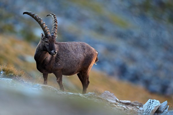 Kozorožec alpský (Capra ibex ibex), Kozorožec alpský (Capra ibex ibex) Alpine Ibex, Autor: Ondřej Prosický | NaturePhoto.cz, Model: Canon EOS-1D X, Objektiv: Canon EF 400mm f/2.8 L IS II USM, stativ Gitzo, Clona: 2.8, Doba expozice: 1/500 s, ISO: 1000, Kompenzace expozice: +2/3, Blesk: Ne, 18. srpna 2012 7:30:16, Parco Nazionale Gran Paradiso (Itálie)