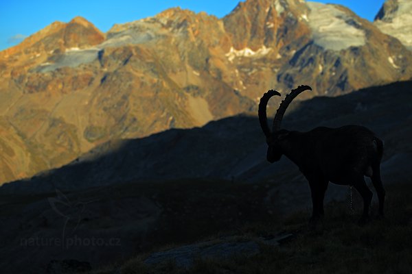 Kozorožec alpský (Capra ibex ibex), Kozorožec alpský (Capra ibex ibex) Alpine Ibex, Autor: Ondřej Prosický | NaturePhoto.cz, Model: Canon EOS-1D X, Objektiv: Canon EF 100mm f/2.8 L IS Macro USM, stativ Gitzo, Clona: 4.5, Doba expozice: 1/1250 s, ISO: 800, Kompenzace expozice: -2/3, Blesk: Ne, 18. srpna 2012 19:18:12, Parco Nazionale Gran Paradiso (Itálie)