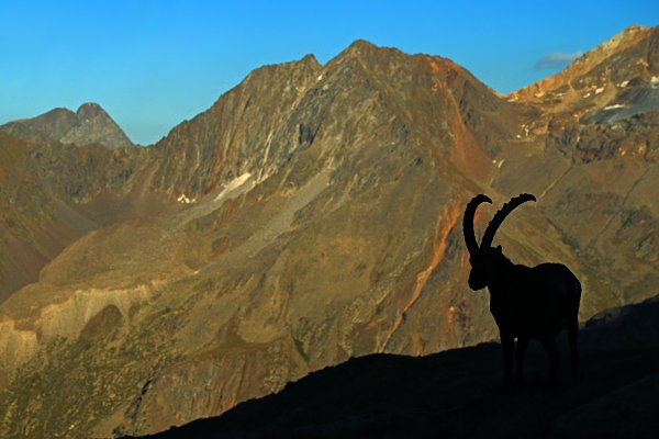 Kozorožec alpský (Capra ibex ibex), Kozorožec alpský (Capra ibex ibex) Alpine Ibex, Autor: Ondřej Prosický | NaturePhoto.cz, Model: Canon EOS-1D X, Objektiv: Canon EF 100mm f/2.8 L IS Macro USM, stativ Gitzo, Clona: 4.5, Doba expozice: 1/1250 s, ISO: 800, Kompenzace expozice: -2/3, Blesk: Ne, 18. srpna 2012 19:18:12, Parco Nazionale Gran Paradiso (Itálie) 