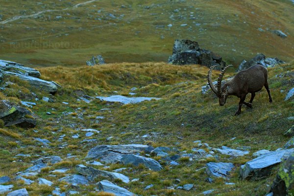 Kozorožec alpský (Capra ibex ibex), Kozorožec alpský (Capra ibex ibex) Alpine Ibex, Autor: Ondřej Prosický | NaturePhoto.cz, Model: Canon EOS-1D X, Objektiv: Canon EF 100mm f/2.8 L IS Macro USM, stativ Gitzo, Clona: 5.6, Doba expozice: 1/200 s, ISO: 800, Kompenzace expozice: -2/3, Blesk: Ne, 18. srpna 2012 19:16:10, Parco Nazionale Gran Paradiso (Itálie)