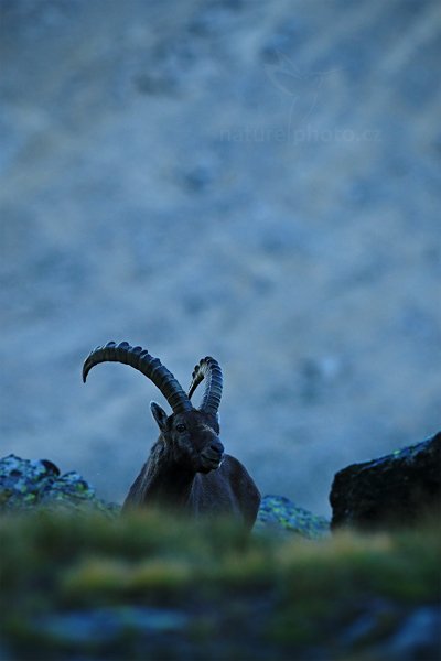 Kozorožec alpský (Capra ibex ibex), Kozorožec alpský (Capra ibex ibex) Alpine Ibex, Autor: Ondřej Prosický | NaturePhoto.cz, Model: Canon EOS-1D X, Objektiv: Canon EF 100mm f/2.8 L IS Macro USM, stativ Gitzo, Clona: 4.5, Doba expozice: 1/1250 s, ISO: 800, Kompenzace expozice: -2/3, Blesk: Ne, 18. srpna 2012 19:18:12, Parco Nazionale Gran Paradiso (Itálie)