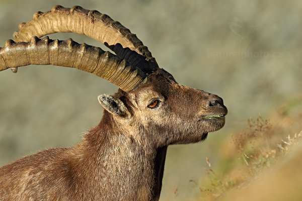 Kozorožec alpský (Capra ibex ibex), Kozorožec alpský (Capra ibex ibex) Alpine Ibex, Autor: Ondřej Prosický | NaturePhoto.cz, Model: Canon EOS-1D X, Objektiv: Canon EF 400mm f/2.8 L IS II USM, stativ Gitzo, Clona: 7.1, Doba expozice: 1/250 s, ISO: 100, Kompenzace expozice: 0, Blesk: Ne, 18. srpna 2012 8:12:26, Parco Nazionale Gran Paradiso (Itálie)