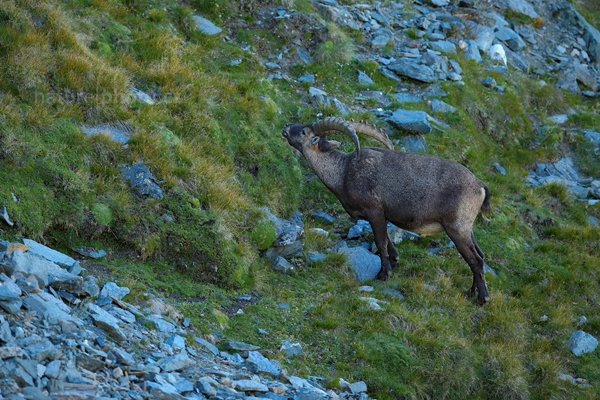 Kozorožec alpský (Capra ibex ibex), Kozorožec alpský (Capra ibex ibex) Alpine Ibex, Autor: Ondřej Prosický | NaturePhoto.cz, Model: Canon EOS-1D X, Objektiv: Canon EF 400mm f/2.8 L IS II USM, stativ Gitzo, Clona: 4.0, Doba expozice: 1/320 s, ISO: 500, Kompenzace expozice: -2/3, Blesk: Ne, 18. srpna 2012 7:34:48, Parco Nazionale Gran Paradiso (Itálie)