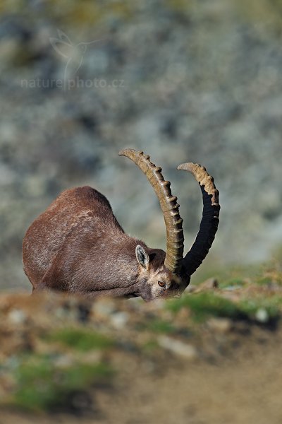 Kozorožec alpský (Capra ibex ibex), Kozorožec alpský (Capra ibex ibex) Alpine Ibex, Autor: Ondřej Prosický | NaturePhoto.cz, Model: Canon EOS-1D X, Objektiv: Canon EF 400mm f/2.8 L IS II USM, stativ Gitzo, Clona: 3.5, Doba expozice: 1/2500 s, ISO: 200, Kompenzace expozice: 0, Blesk: Ne, 18. srpna 2012 8:09:10, Parco Nazionale Gran Paradiso (Itálie)