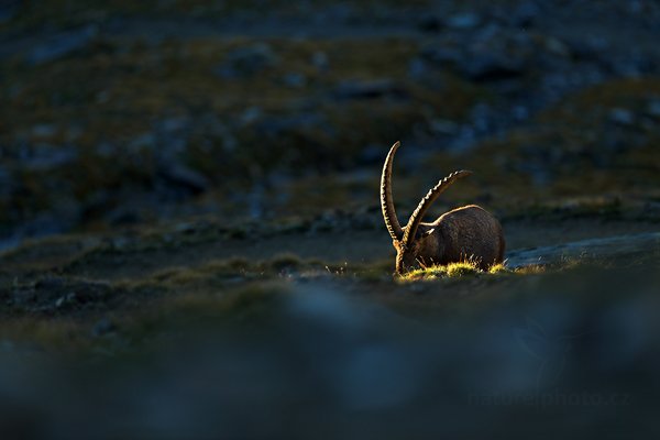 Kozorožec alpský (Capra ibex ibex), Kozorožec alpský (Capra ibex ibex) Alpine Ibex, Autor: Ondřej Prosický | NaturePhoto.cz, Model: Canon EOS-1D X, Objektiv: Canon EF 400mm f/2.8 L IS II USM, stativ Gitzo, Clona: 3.2, Doba expozice: 1/1250 s, ISO: 800, Kompenzace expozice: -2/3, Blesk: Ne, 18. srpna 2012 7:32:50, Parco Nazionale Gran Paradiso (Itálie)