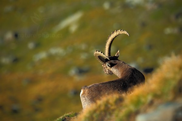 Kozorožec alpský (Capra ibex ibex), Kozorožec alpský (Capra ibex ibex) Alpine Ibex, Autor: Ondřej Prosický | NaturePhoto.cz, Model: Canon EOS-1D X, Objektiv: Canon EF 400mm f/2.8 L IS II USM, stativ Gitzo, Clona: 4.5, Doba expozice: 1/2500 s, ISO: 320, Kompenzace expozice: -1, Blesk: Ne, 18. srpna 2012 7:49:14, Parco Nazionale Gran Paradiso (Itálie)