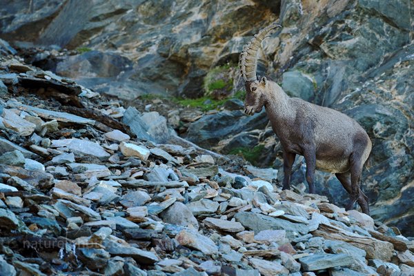 Kozorožec alpský (Capra ibex ibex), Kozorožec alpský (Capra ibex ibex) Alpine Ibex, Autor: Ondřej Prosický | NaturePhoto.cz, Model: Canon EOS-1D X, Objektiv: Canon EF 400mm f/2.8 L IS II USM, stativ Gitzo, Clona: 4.5, Doba expozice: 1/125 s, ISO: 320, Kompenzace expozice: -1/3, Blesk: Ne, 18. srpna 2012 7:51:25, Parco Nazionale Gran Paradiso (Itálie)