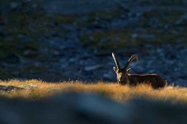 Kozorožec alpský (Capra ibex ibex), Kozorožec alpský (Capra ibex ibex) Alpine Ibex, Autor: Ondřej Prosický | NaturePhoto.cz, Model: Canon EOS-1D X, Objektiv: Canon EF 400mm f/2.8 L IS II USM, stativ Gitzo, Clona: 3.2, Doba expozice: 1/1250 s, ISO: 800, Kompenzace expozice: -2/3, Blesk: Ne, 18. srpna 2012 7:32:50, Parco Nazionale Gran Paradiso (Itálie)