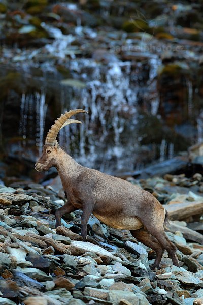 Kozorožec alpský (Capra ibex ibex), Kozorožec alpský (Capra ibex ibex) Alpine Ibex, Autor: Ondřej Prosický | NaturePhoto.cz, Model: Canon EOS-1D X, Objektiv: Canon EF 400mm f/2.8 L IS II USM, stativ Gitzo, Clona: 3.2, Doba expozice: 1/80 s, ISO: 200, Kompenzace expozice: 0, Blesk: Ne, 18. srpna 2012 8:00:55, Parco Nazionale Gran Paradiso (Itálie)  