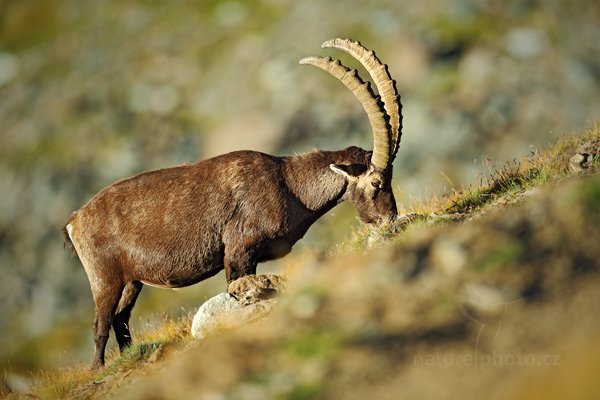 Kozorožec alpský (Capra ibex ibex), Kozorožec alpský (Capra ibex ibex) Alpine Ibex, Autor: Ondřej Prosický | NaturePhoto.cz, Model: Canon EOS-1D X, Objektiv: Canon EF 400mm f/2.8 L IS II USM, stativ Gitzo, Clona: 3.2, Doba expozice: 1/1600 s, ISO: 200, Kompenzace expozice: 0, Blesk: Ne, 18. srpna 2012 7:59:24, Parco Nazionale Gran Paradiso (Itálie)