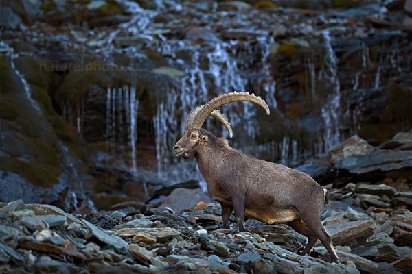 Kozorožec alpský (Capra ibex ibex), Kozorožec alpský (Capra ibex ibex) Alpine Ibex, Autor: Ondřej Prosický | NaturePhoto.cz, Model: Canon EOS-1D X, Objektiv: Canon EF 400mm f/2.8 L IS II USM, stativ Gitzo, Clona: 3.2, Doba expozice: 1/80 s, ISO: 200, Kompenzace expozice: 0, Blesk: Ne, 18. srpna 2012 8:00:55, Parco Nazionale Gran Paradiso (Itálie)  