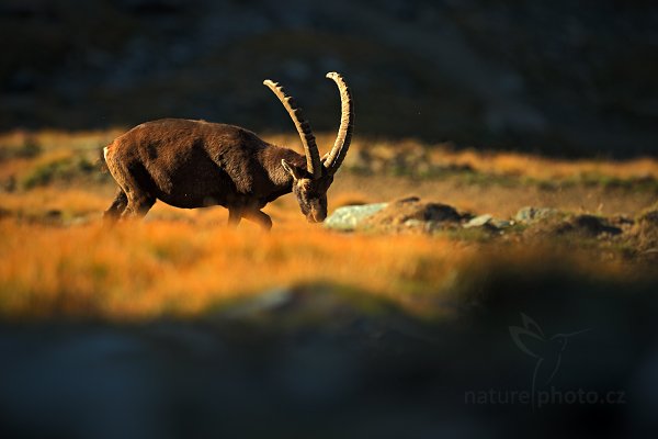 Kozorožec alpský (Capra ibex ibex), Kozorožec alpský (Capra ibex ibex) Alpine Ibex, Autor: Ondřej Prosický | NaturePhoto.cz, Model: Canon EOS-1D X, Objektiv: Canon EF 400mm f/2.8 L IS II USM, stativ Gitzo, Clona: 5.0, Doba expozice: 1/250 s, ISO: 250, Kompenzace expozice: -2/3, Blesk: Ne, 18. srpna 2012 7:36:46, Parco Nazionale Gran Paradiso (Itálie)