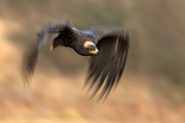 Orel stepní (Aquila nipalensis)