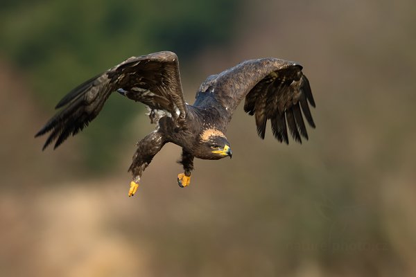 Orel stepní (Aquila nipalensis)