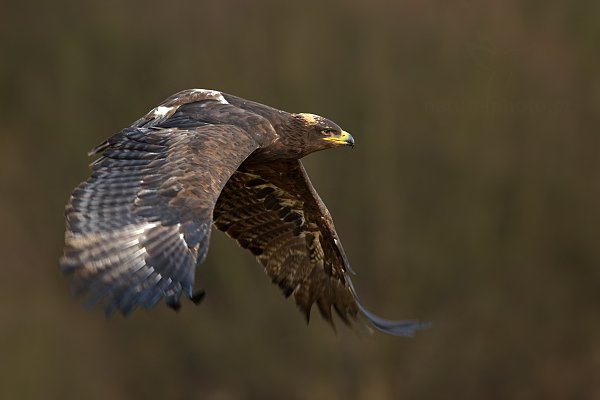 Orel stepní (Aquila nipalensis)