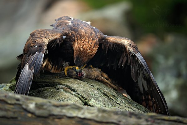 Orel skalní (Aquila chrysaetos)