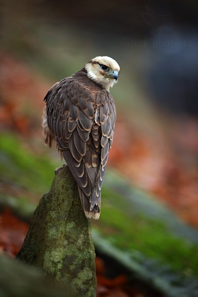 Raroh jižní (Falco biarmicus)