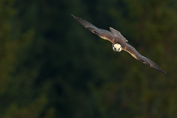 Raroh jižní (Falco biarmicus)