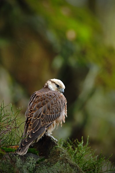 Raroh jižní (Falco biarmicus)