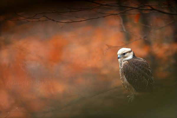 Raroh jižní (Falco biarmicus)