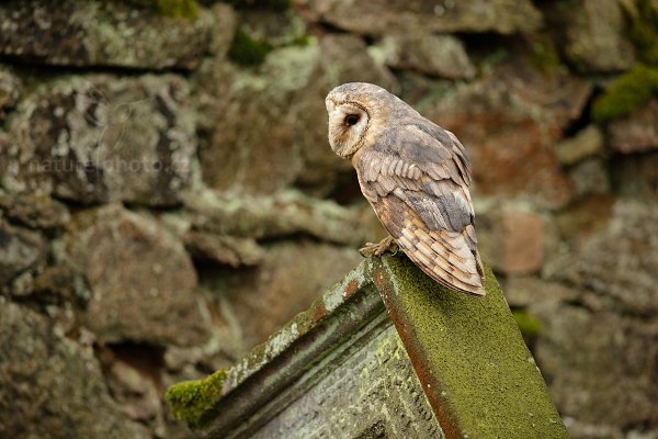 Sova pálená (Tyto alba)