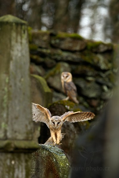 Sova pálená (Tyto alba)