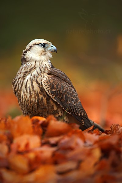 Raroh jižní (Falco biarmicus)