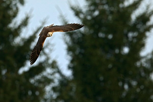 Raroh jižní (Falco biarmicus)