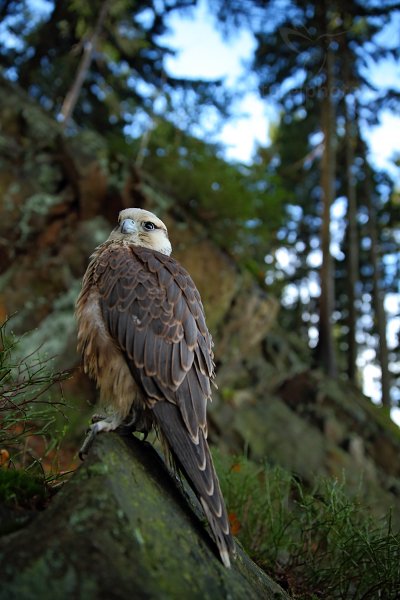 Raroh jižní (Falco biarmicus)