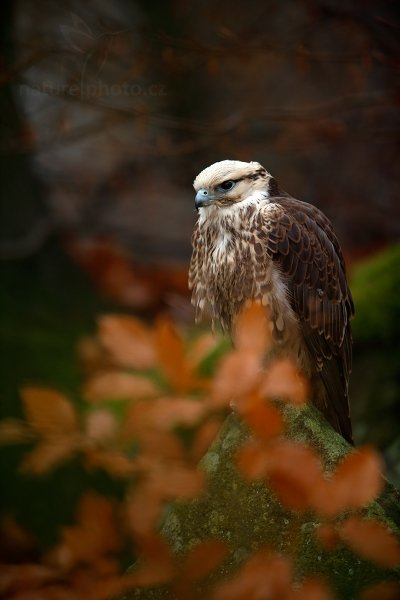 Raroh jižní (Falco biarmicus)