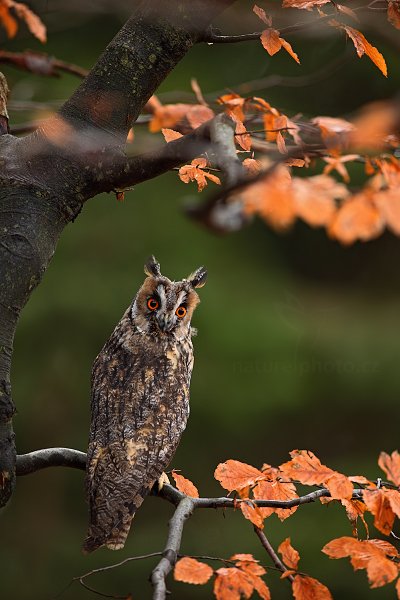 Kalous ušatý (Asio otus), Kalous ušatý (Asio otus) Long-eared Owl, Autor: Ondřej Prosický | NaturePhoto.cz, Model: Canon EOS 5D Mark II, Objektiv: Canon EF 24-70mm f/2.8 L USM II, Ohnisková vzdálenost (EQ35mm): 24 mm, stativ Gitzo, Clona: 2.8, Doba expozice: 1/60 s, ISO: 250, Kompenzace expozice: -1/3, Blesk: Ne, 4. listopadu 2012 12:30:29, zvíře v lidské péči, Herálec, Vysočina (Česko) 