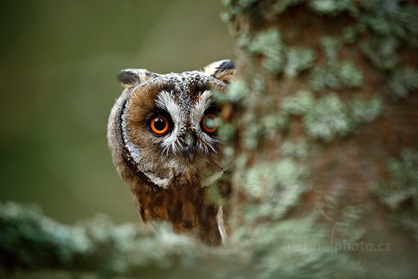 Kalous ušatý (Asio otus), Kalous ušatý (Asio otus) Long-eared Owl, Autor: Ondřej Prosický | NaturePhoto.cz, Model: Canon EOS-1D X, Objektiv: Canon EF 600mm f/4 L IS II USM, stativ Gitzo, Clona: 5.0, Doba expozice: 1/200 s, ISO: 1250, Kompenzace expozice: 0, Blesk: Ne, Vytvořeno: 25. listopadu 2012 11:05:35, zvíře v lidské péči, Herálec, Vysočina (Česko)