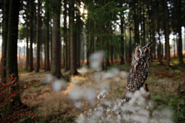 Kalous ušatý (Asio otus), Kalous ušatý (Asio otus) Long-eared Owl, Autor: Ondřej Prosický | NaturePhoto.cz, Model: Canon EOS 5D Mark II, Objektiv: Canon EF 24-70mm f/2.8 L USM II, Ohnisková vzdálenost (EQ35mm): 24 mm, stativ Gitzo, Clona: 3.2, Doba expozice: 1/250 s, ISO: 400, Kompenzace expozice: -2/3, Blesk: Ne, 4. listopadu 2012 13:17:05, zvíře v lidské péči, Herálec, Vysočina (Česko)