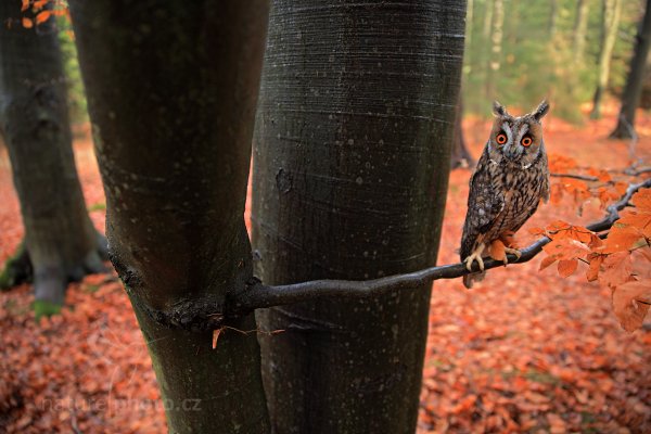 Kalous ušatý (Asio otus), Kalous ušatý (Asio otus) Long-eared Owl, Autor: Ondřej Prosický | NaturePhoto.cz, Model: Canon EOS 5D Mark II, Objektiv: Canon EF 24-70mm f/2.8 L USM II, Ohnisková vzdálenost (EQ35mm): 24 mm, stativ Gitzo, Clona: 2.8, Doba expozice: 1/60 s, ISO: 250, Kompenzace expozice: -1/3, Blesk: Ne, 4. listopadu 2012 12:30:29, zvíře v lidské péči, Herálec, Vysočina (Česko) 