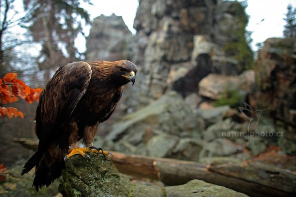 Orel skalní (Aquila chrysaetos)