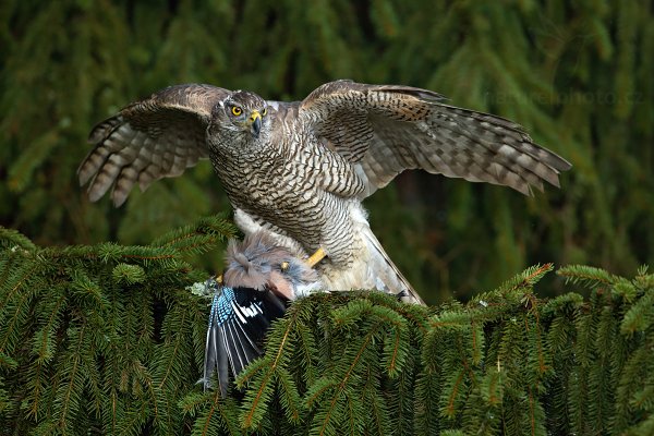 Jestřáb lesní (Accipiter gentilis)