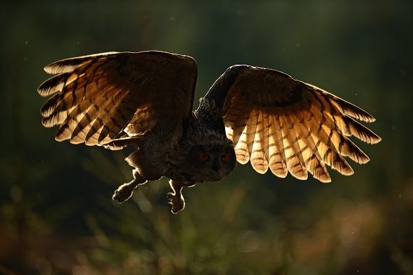 Výr velký (Bubo bubo)