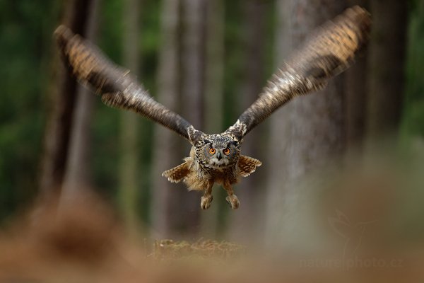 Výr velký (Bubo bubo)