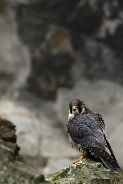 Sokol stěhovavý (Falco peregrinus)