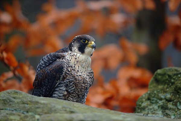 Sokol stěhovavý (Falco peregrinus)