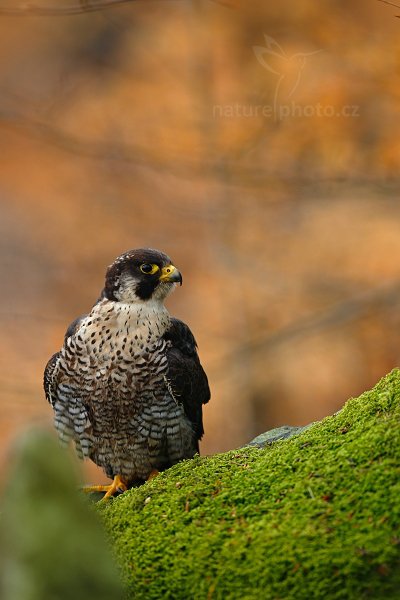 Sokol stěhovavý (Falco peregrinus)