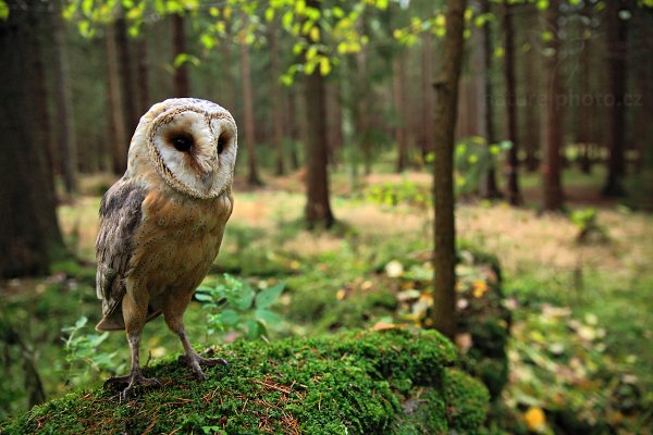 Sova pálená (Tyto alba)